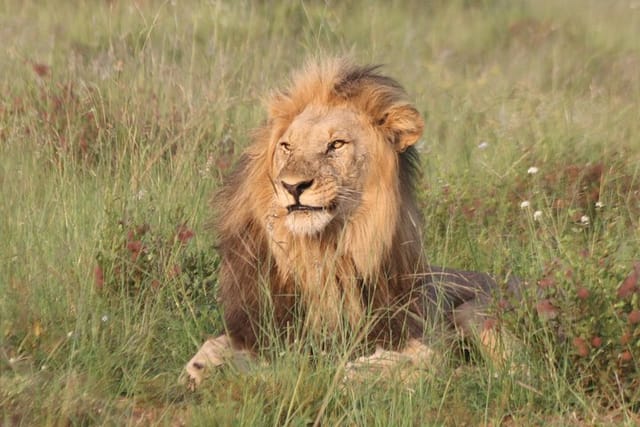 Male Lion